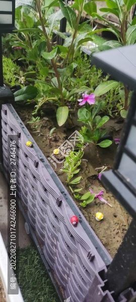 白天小菜園