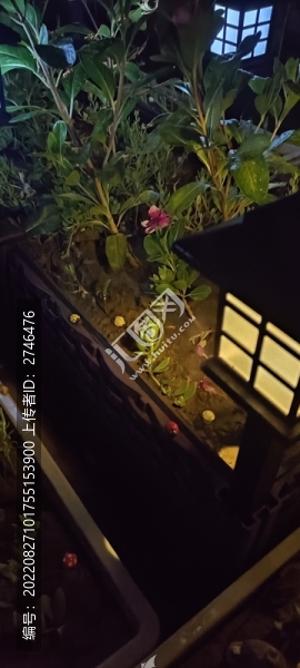 夜晚小菜園