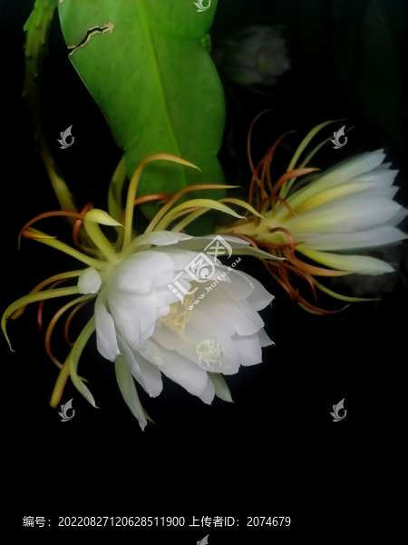 曇花