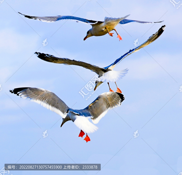 海鷗