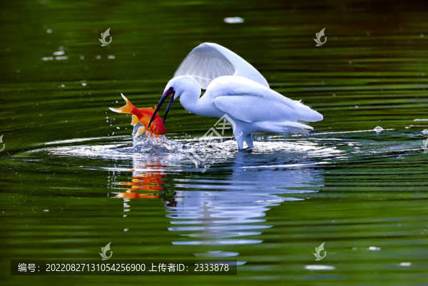 白鷺
