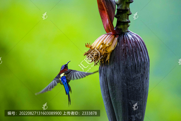 蜂鳥