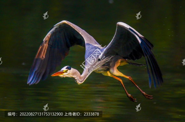 白鷺
