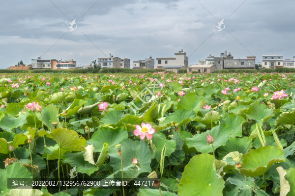 云南陸良濕地