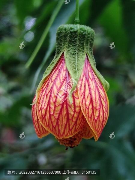 金鈴花