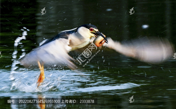 白鷺
