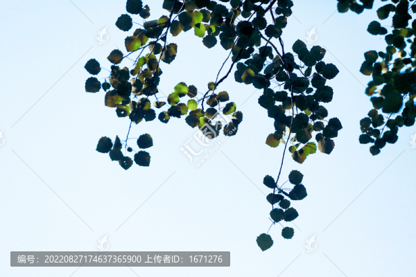 綠葉