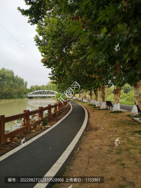 林蔭道