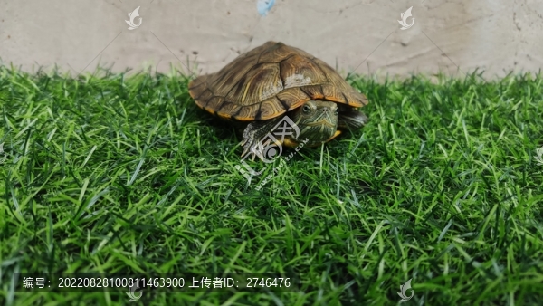 庭院的烏龜