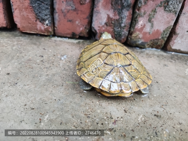 庭院的巴西龜