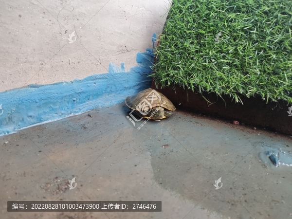 庭院的巴西龜