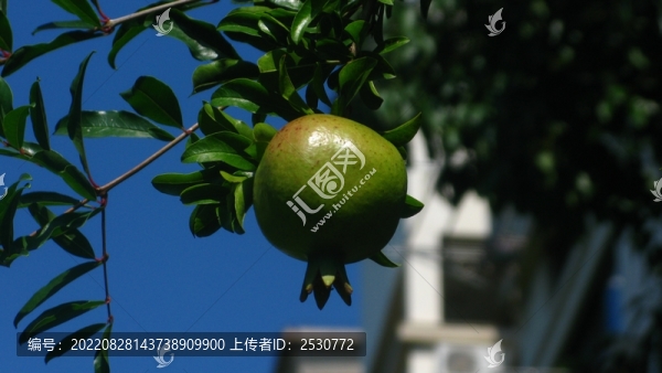 石榴