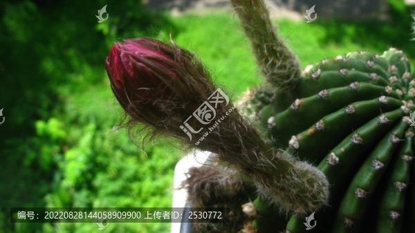 仙人球