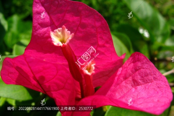 葉子花