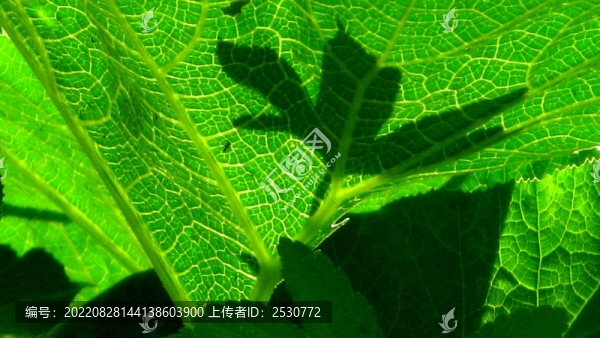 南瓜