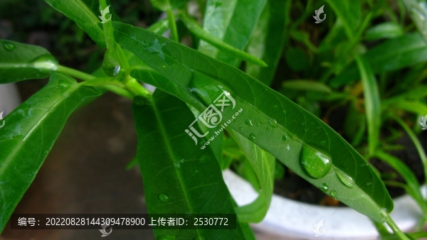 蕹菜