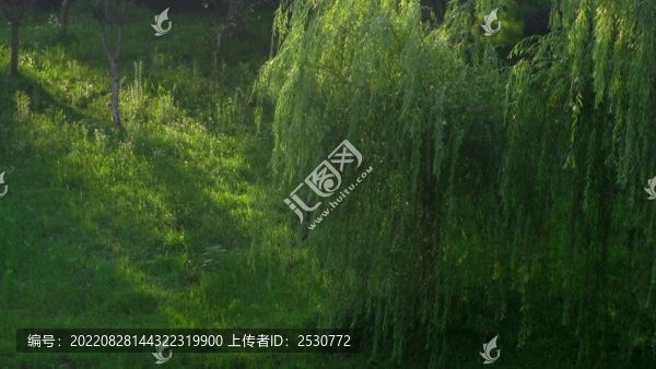 垂柳