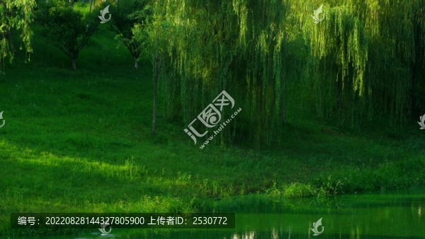 垂柳