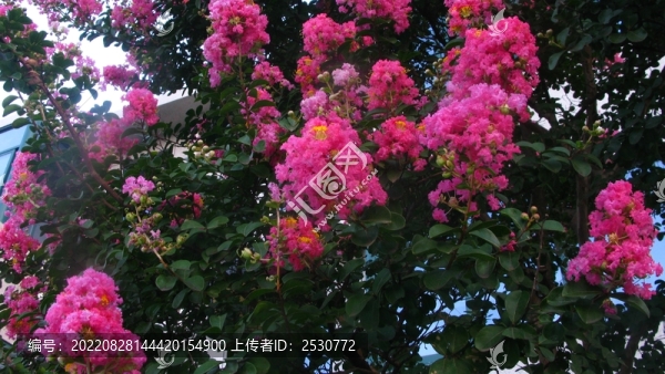 紫薇