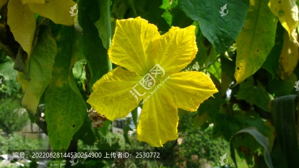 絲瓜