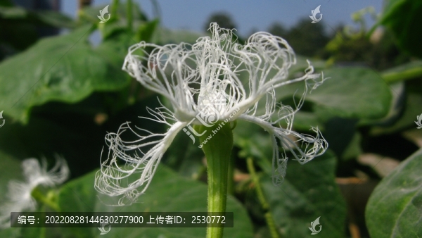 蛇瓜
