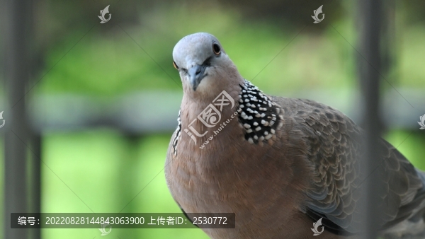 斑鳩