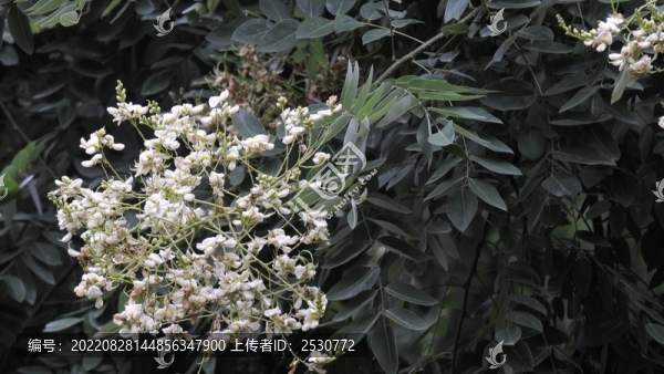 槐