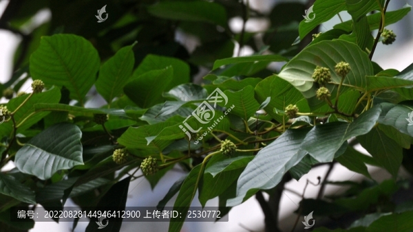 喜樹(shù)