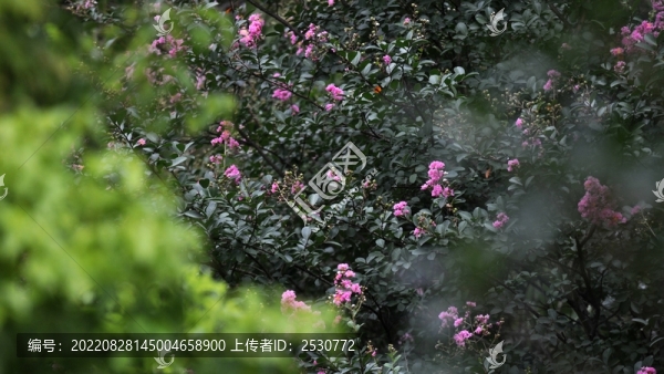 紫薇