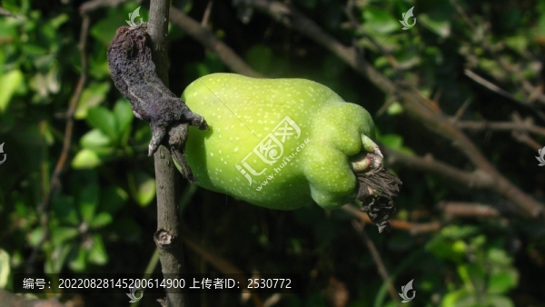貼梗海棠