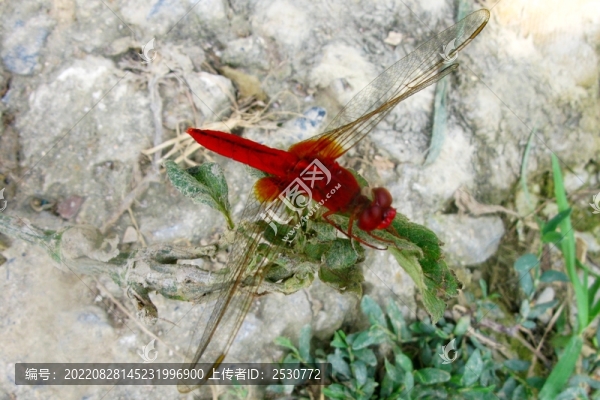 紅蜻蜓