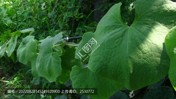 蛇瓜