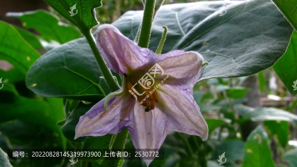 茄