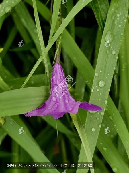 雨滴