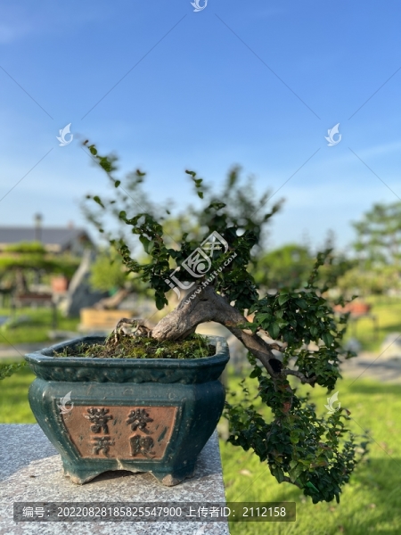 盆景