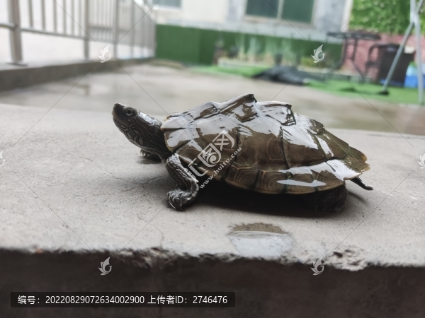 巴西龜烏龜