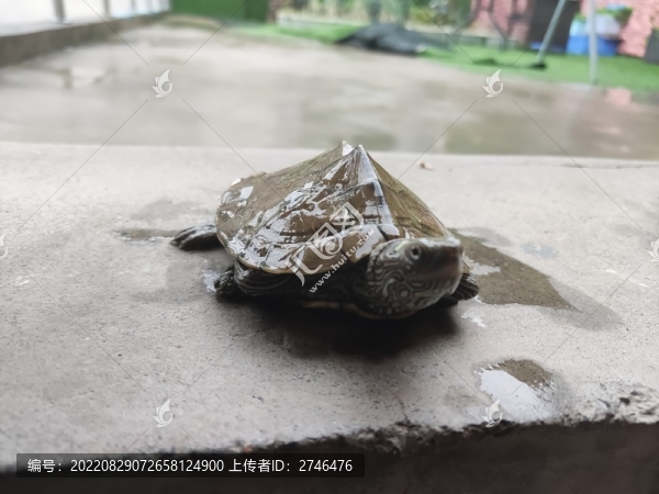 巴西龜烏龜