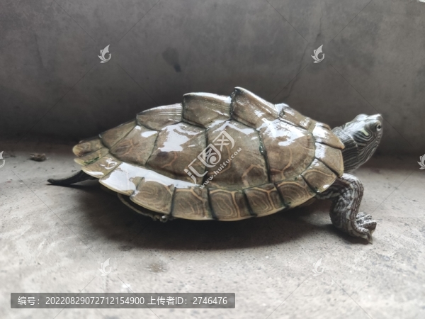 巴西龜烏龜
