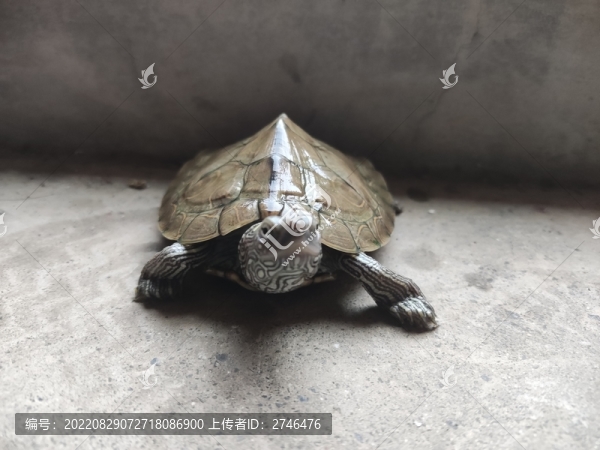 巴西龜烏龜