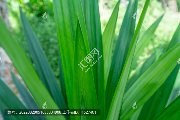 植物香料班蘭葉
