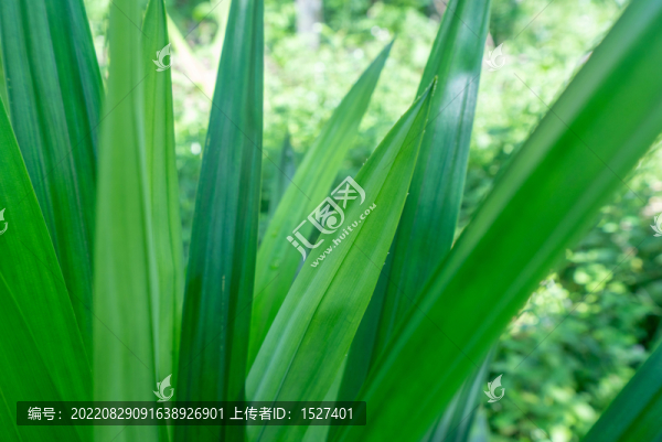 植物香料班蘭葉