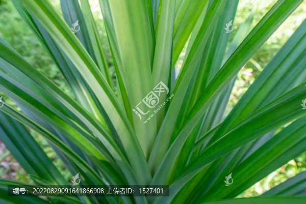 植物香料班蘭葉