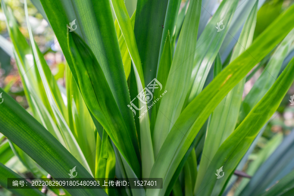 植物香料班蘭葉