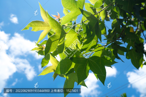 三角楓葉