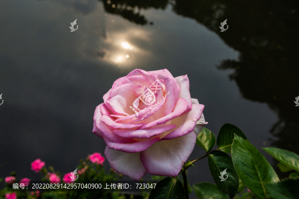 郭莊月季展