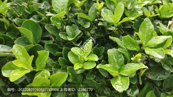 冬青樹