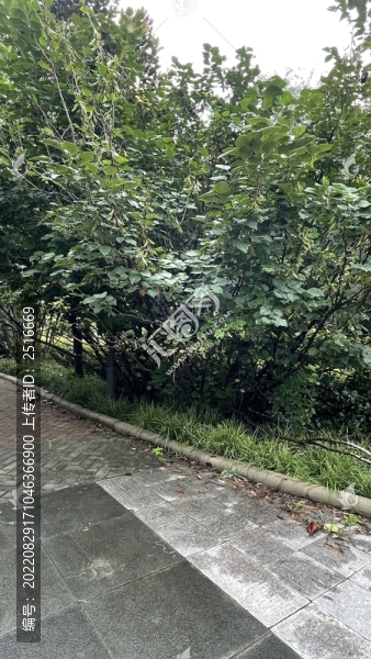 多葉植物