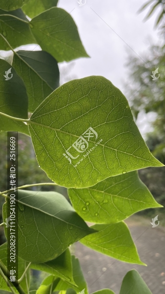 蒼翠的綠葉