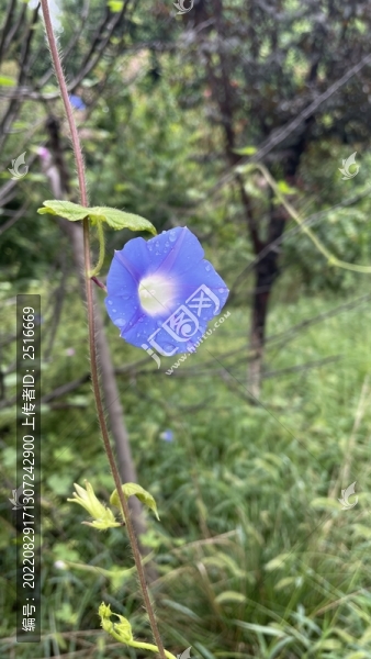 野牽?；? title=