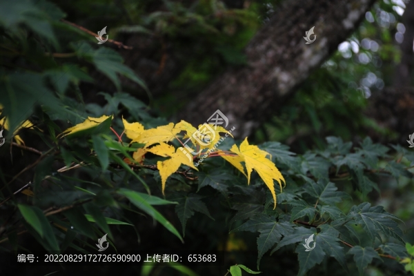 楓葉